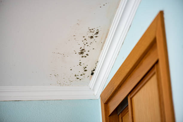 Best Residential Mold Removal  in Millville, NJ