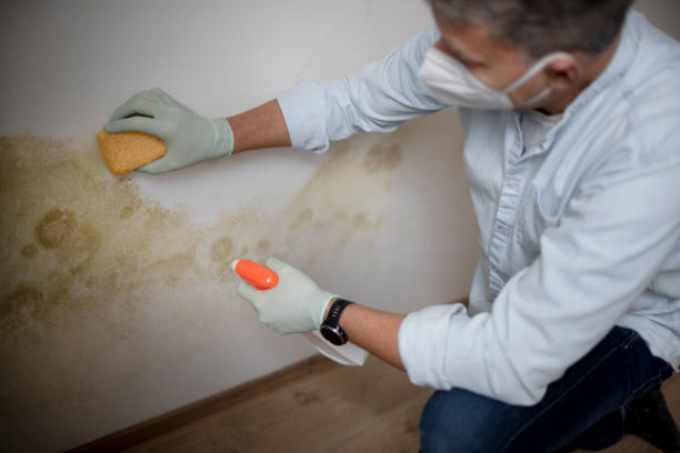 Best Black Mold Removal  in Millville, NJ