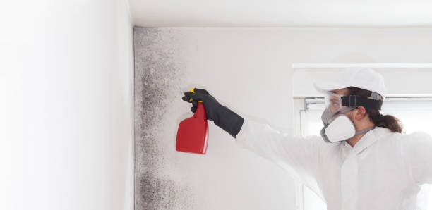 Home Mold Removal in Millville, NJ