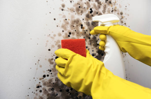 Best Certified Mold Removal  in Millville, NJ