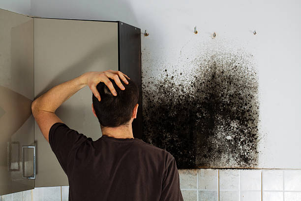 Best Black Mold Removal  in Millville, NJ